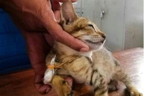 Con mèo bị bắt cùng ma túy ở nhà tù Sri Lanka đã trốn thoát