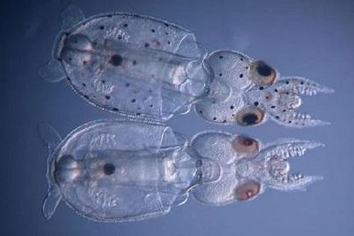 Lần đầu tiên biến đổi gene loài mực để phục vụ thí nghiệm