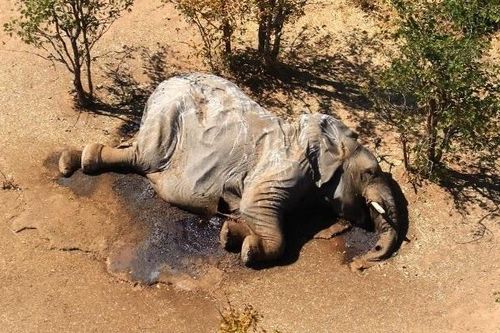 Nguyên nhân ban đầu về cái chết bí ẩn của hàng trăm con voi ở Botswana