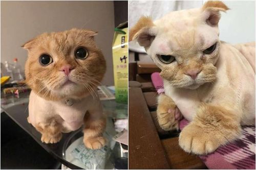 Đang yên bị lôi ra cắt lông, chú mèo khiến dân tình sửng sốt