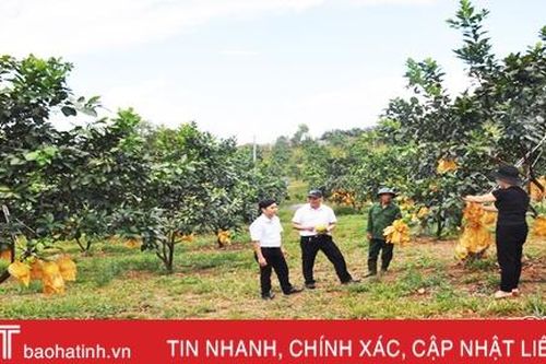 Về vùng bưởi ngon nổi tiếng Hà Tĩnh