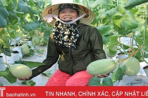 Trồng dưa lưới công nghệ Israel, nông dân Nghi Xuân thu gần 400 triệu đồng sau hơn 2 tháng