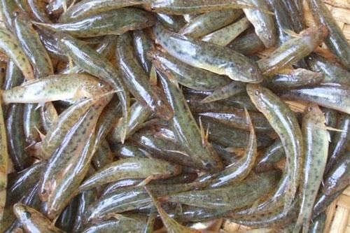 Những loại thực phẩm quen thuộc chứa chất kịch độc bạn nhất định phải biết