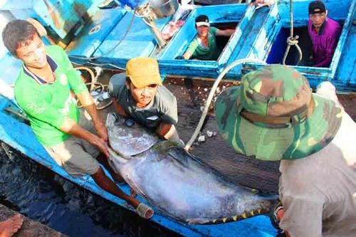 Thu phí thẩm định xác nhận nguồn gốc nguyên liệu thủy sản: VASEP cần phản ánh khách quan, trung thực