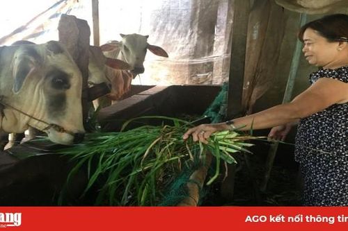 Hiệu quả từ mô hình nuôi bò vỗ béo ở Đa Phước