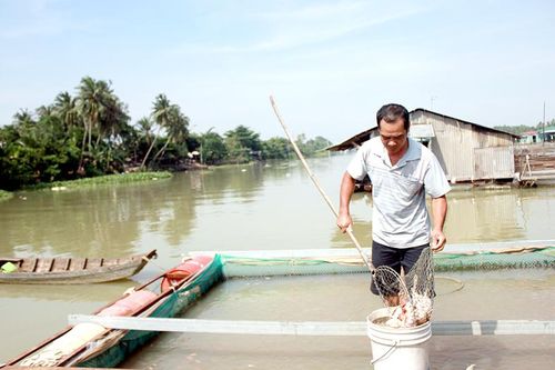 Tìm nguyên nhân cá nuôi làng bè Hiệp Hòa chết bất thường