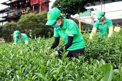 Xuất khẩu chè giảm mạnh trong 6 tháng đầu năm