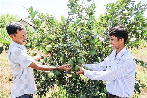 Hải Lâm khai thác thế mạnh vùng gò đồi