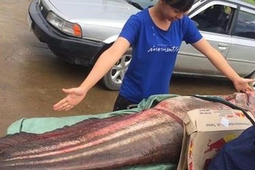 Bắt được cá leo 55kg trên sông Đồng Nai
