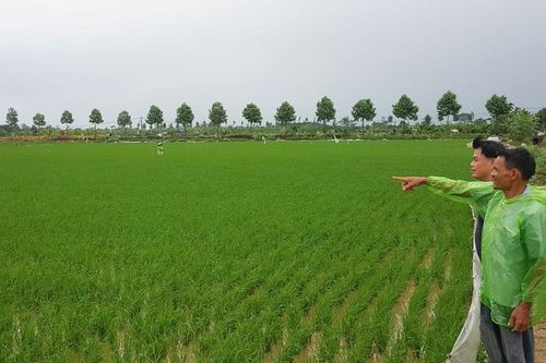 Không bỏ hoang đất nông nghiệp