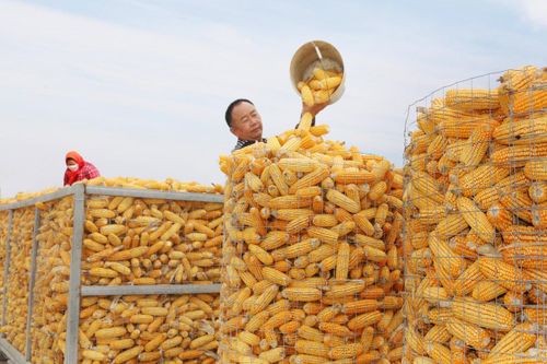 Hình ảnh ngô trong kho dự trữ bị mốc gây xôn xao ở Trung Quốc