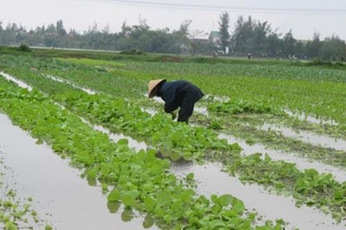 Mưa lớn liên tục khiến hàng ngàn héc-ta cây trồng ngập úng