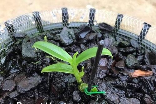 Đấu giá online: 1 mầm lan 10 cm được trả 11,7 tỷ đồng