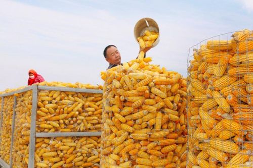 Dư luận Trung Quốc lo mất an ninh lương thực sau lệnh cấm bất thường