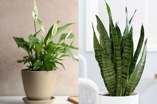 Cây 'bảng vàng' hút khí độc, các bà nội trợ không nên bỏ qua