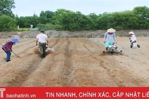 Nông dân Cẩm Xuyên hối hả khôi phục vườn rau sau mưa lớn