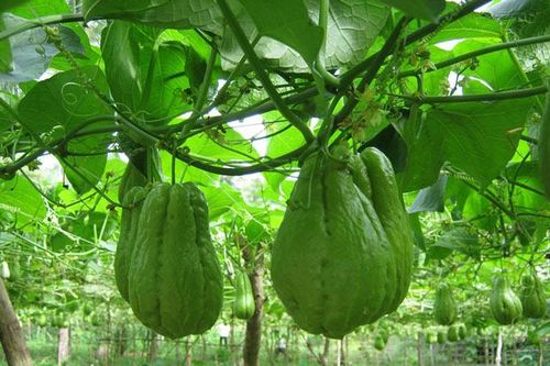 Nâng cao giá trị thương hiệu su su Sa Pa nhờ liên kết '4 nhà'