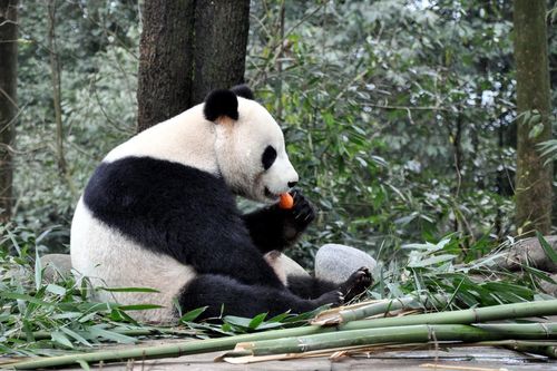 Nhiều động vật ăn thịt lớn đang biến mất trong khu bảo tồn gấu trúc