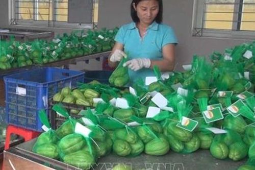 Nâng cao giá trị thương hiệu su su Sa Pa nhờ liên kết '4 nhà'