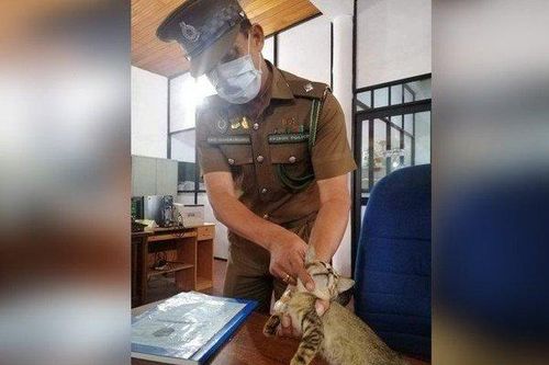 Mèo vượt ngục sau khi bị bắt vì 'tuồn' ma túy, thẻ SIM vào tù