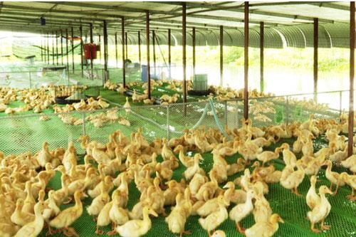 Tây Ninh: Hiệu quả từ nuôi vịt trên sàn lưới