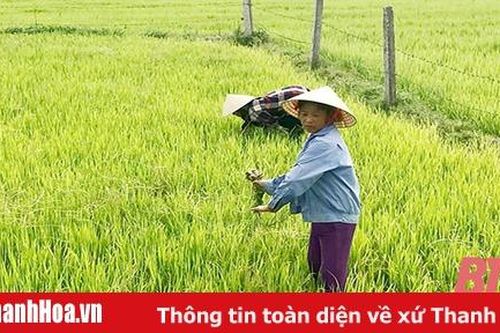 Chăm sóc, bảo vệ cây trồng vụ thu mùa