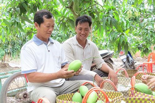 Xử lý ra hoa rải vụ trên xoài