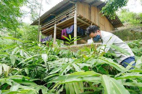 Mô hình làm giàu từ sa nhân tím ở Sản Chúng