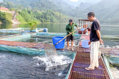 Na Hang phát triển nông nghiệp hàng hóa