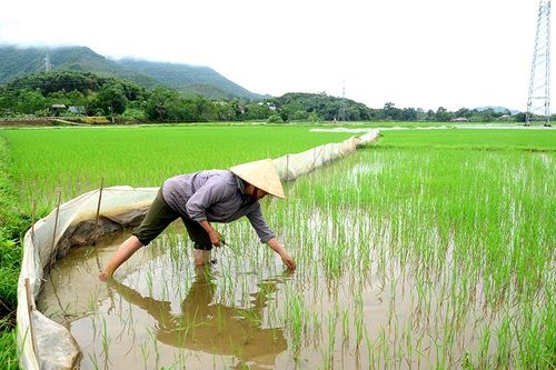 Chăm sóc, dặm, tỉa lúa mùa