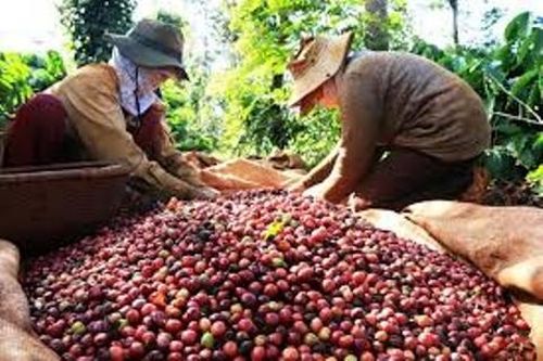 Cơ hội thoát nghèo cho người dân Tây Nguyên