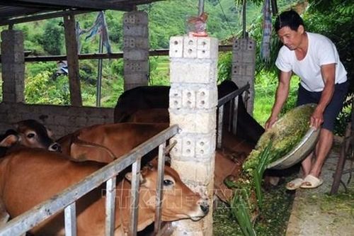 Sơn La: Hiệu quả từ các mô hình kinh tế
