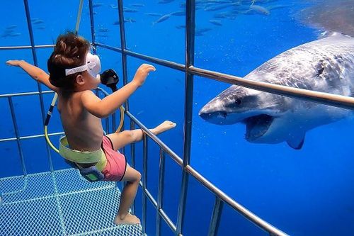 Bé 5 tuổi được cha mẹ cho đi lặn cùng cá mập trắng ở Mexico