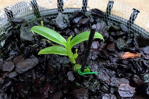 Ủng hộ gần 12 tỷ đồng chống dịch Covid-19 từ đấu giá mầm lan đột biến
