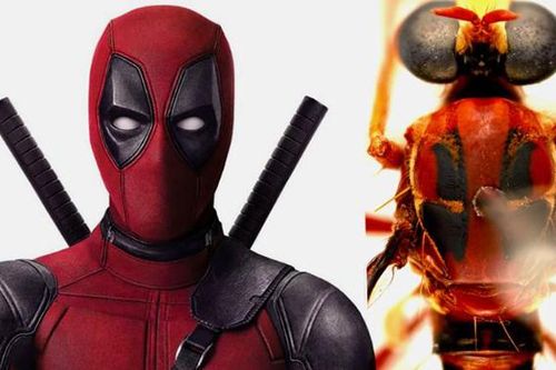 Phát hiện những loài côn trùng giống nhân vật phim Marvel