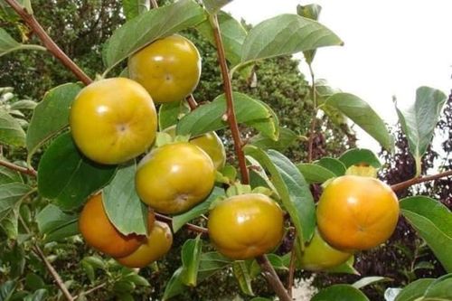 Bất ngờ loại hồng mới: Chẳng cần ngâm vẫn không chát, bao ngọt giòn