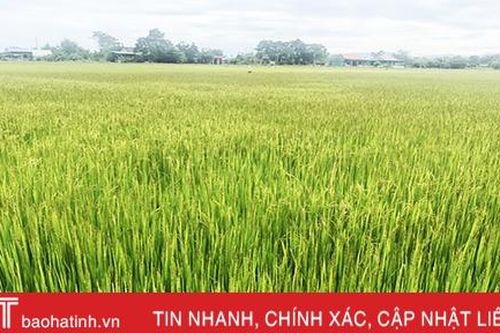 Hồ, đập 'no' nước, cây trồng 'cắt hạn' sau đợt mưa lớn ở Hà Tĩnh
