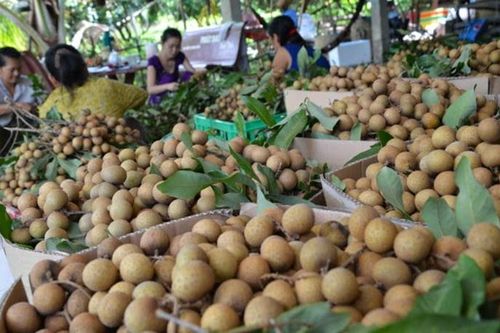 250 tấn nhãn Hải Dương sẵn sàng 'xuất ngoại'