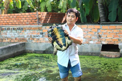 Hiệu quả từ mô hình nuôi ba ba sinh sản