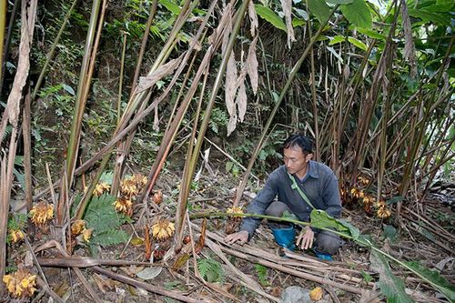 Phát triển sinh kế dưới tán rừng