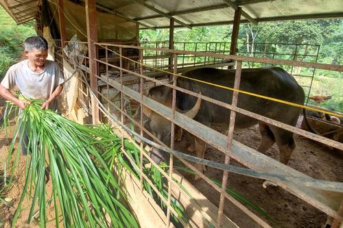 Triển vọng chăn nuôi ở Tả Trang