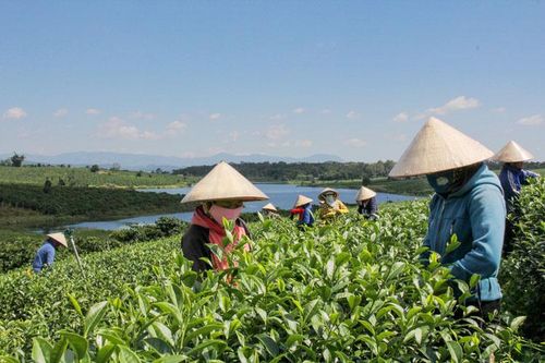 Để chuỗi liên kết nông sản đi vào thực chất