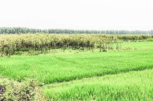 Cần ngăn chặn sự xâm lấn gây hại từ cây mai dương