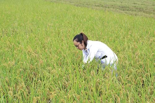 Phát triển nông nghiệp hữu cơ: Mở hướng mới cho nông nghiệp Việt Nam