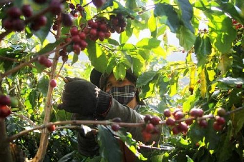 Cà phê hữu cơ xanh ngát xứ mộng mơ