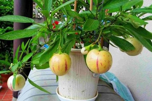 Thu nhập cao từ những loại cây hiếm