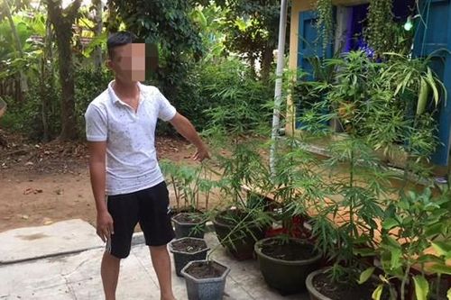 Phát hiện thanh niên trồng cần sa 'cho gà ăn phòng dịch bệnh'