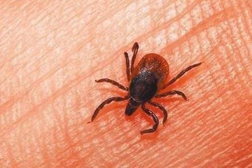 Chủng virus mới khiến 7 người Trung Quốc tử vong