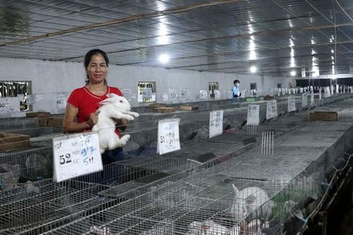 Lãi lớn nhờ nuôi thỏ