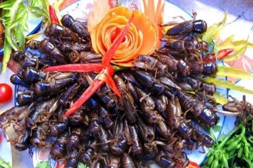 Bé 3 tuổi nguy kịch vì ăn dế: Cần biết về 'đặc sản' côn trùng?
